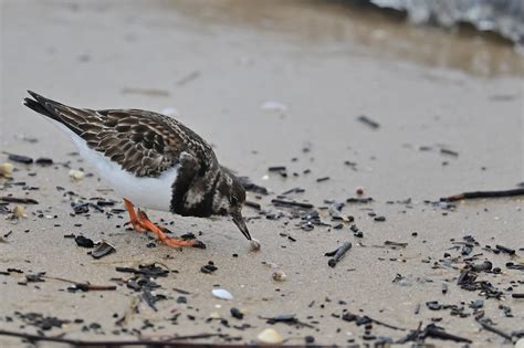 Bird Turnstone Ornithology - Free photo on Pixabay