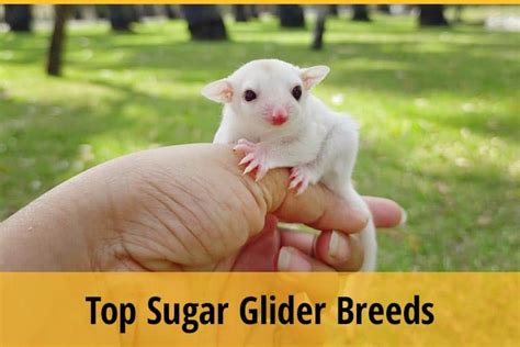 Top Sugar Glider Breeds (And Their Types) For Beginners | ZooAwesome