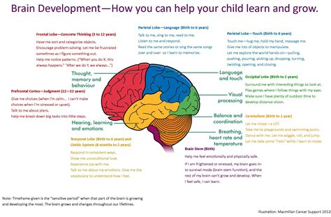 Brain development – how to help your child learn and grow | Brain ...