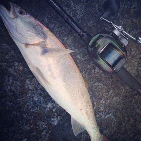 Corvina or White Sea Bass | Bloodydecks