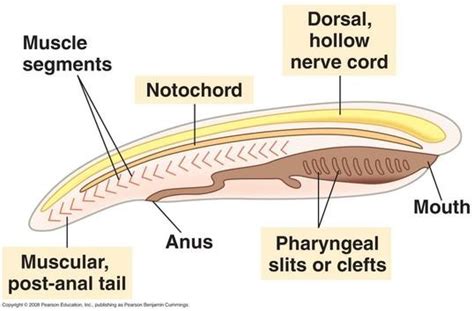 Jawless Fish Diagram | Quizlet