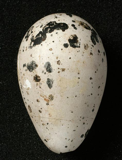 Great Auk Egg Photograph by Natural History Museum, London/science ...