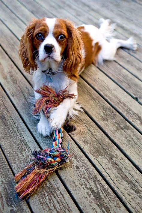 Cavalier King Charles Spaniel | Description, Size, History, Facts ...