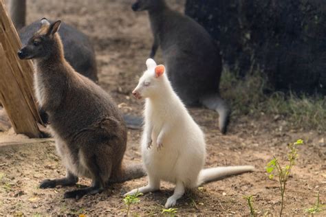 Wallabies Standing on the Ground · Free Stock Photo