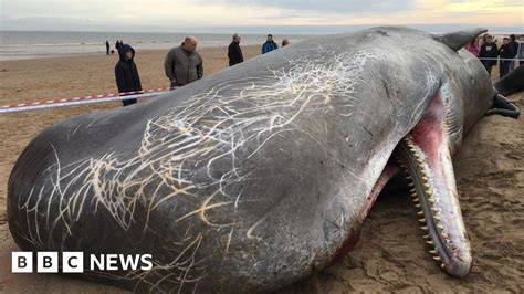 North Sea sperm whales 'died in hunt for squid' - BBC News