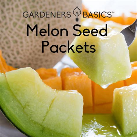 Top-Quality Melon Seeds For Sale: Start Your Homegrown Melons Today ...