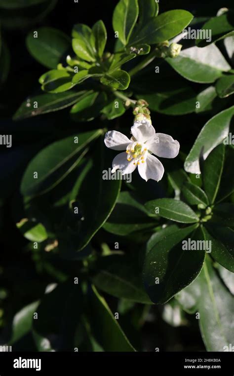 Choisya ternata ‘Moonshine’ Mexican orange blossom – small scented ...