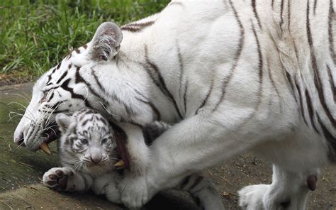 Mother and her white tiger cubs show off - Emirates24|7