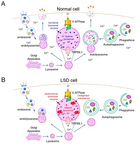 Cells | Free Full-Text | Potential Treatment of Lysosomal Storage ...