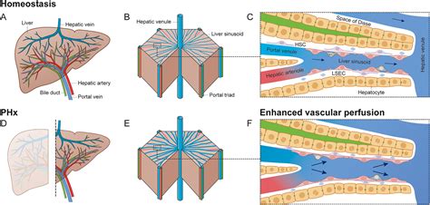 Role of vasodilation in liver regeneration and health