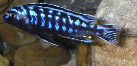 Types of Electric Blue Cichlid