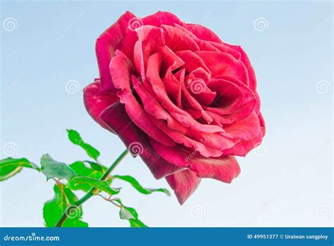 Red rose stock image. Image of flora, rose, nature, follower - 49951377