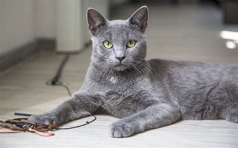 100 Great Names For Grey Cats From The Happy Cat Site