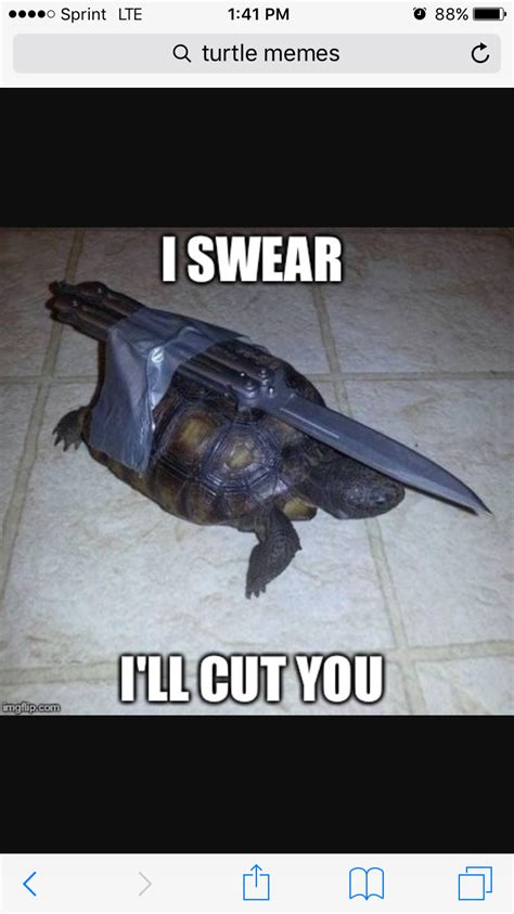 When y get a turtle mad!! | Turtle memes, Turtle, Memes