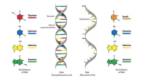 Which Describes the Correct Pairing of Dna Bases