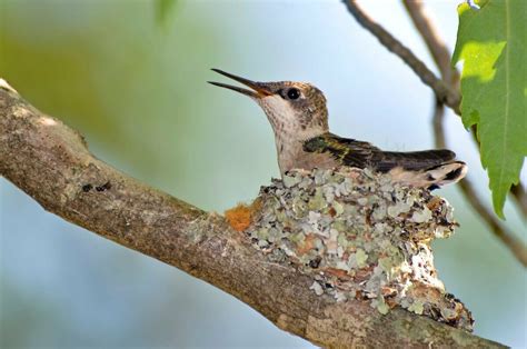 Hummingbird Nests: Our In-Depth Guide - Birdwatching Buzz