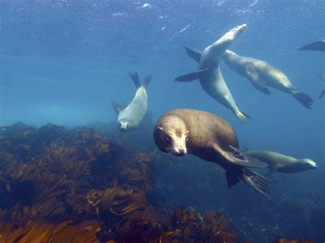 Marine Protected Areas around the Northern Channel Islands » Marine ...