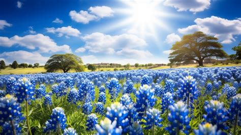 Premium Photo | Bluebonnets Field