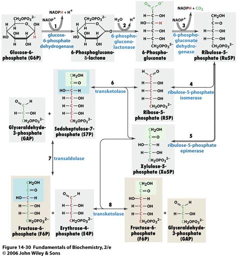 Learning Strategies: Pentose Metabolism