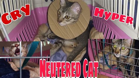 Cat Neuter Recovery Aftercare - YouTube