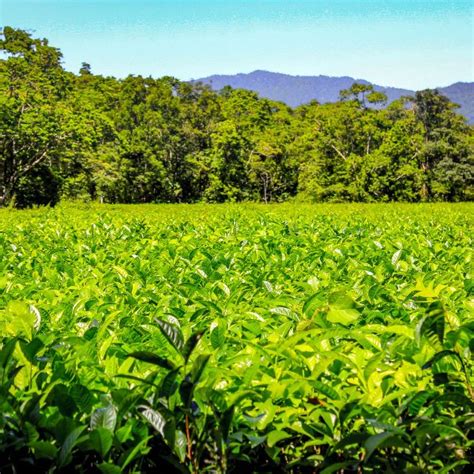 What is the ideal climate condition for tea cultivation?