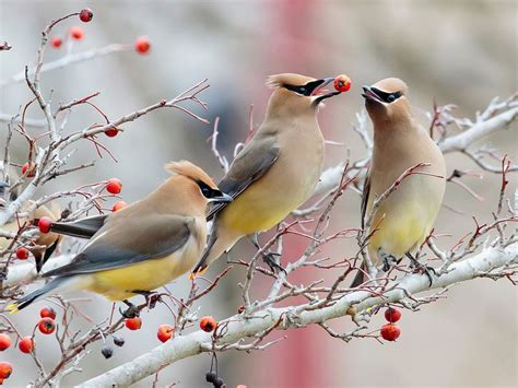 Cedar Waxwing Migration: A Complete Guide | Birdfact