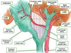 44 Triangle ideas | triangle, anatomy, medical anatomy