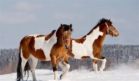 A Look at Pinto Horse Breeds - Helpful Horse Hints