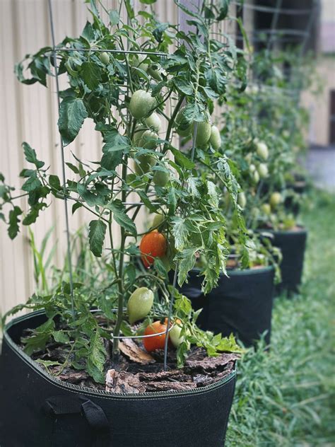 How Many Cherry Tomatoes Per Plant: The Ultimate Guide | Foliar Garden