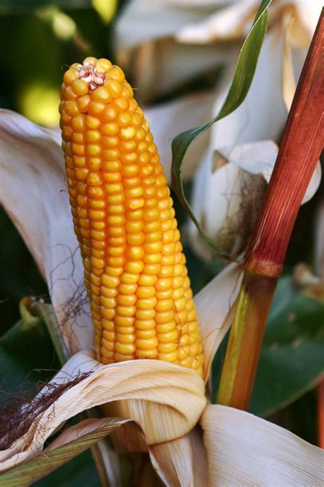 Recommended maize varieties - attempt to weather-proof your choices ...