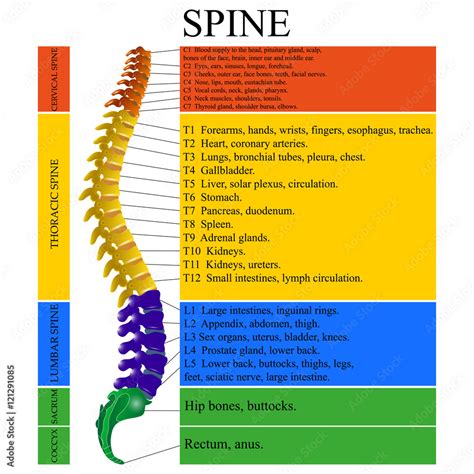 Vetor do Stock: Diagram of a human spine with the name and description ...