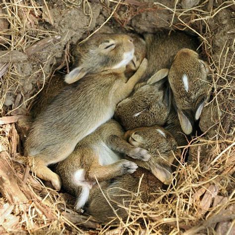 sleeping rabbits | Humor divertido sobre animales, Conejitos bebés ...