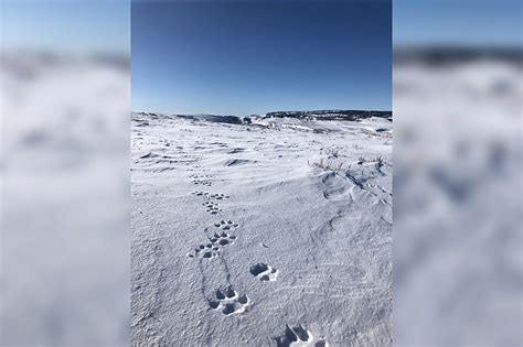 First Wolf Pack Spotted in Colorado Since the 1930s