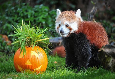 Halloween: The cutest animal meets pumpkin pictures from the last week ...