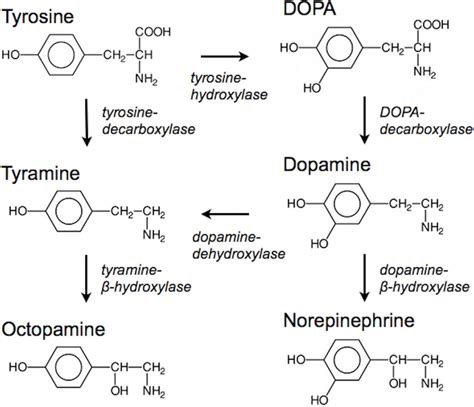 Nootropics for Motivation - Dopamine Support to Unleash Your Inner Dri ...