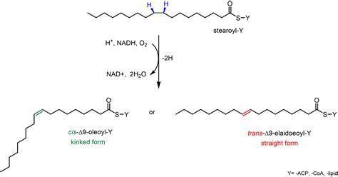 Desaturases: Structural and mechanistic insights into the biosynthesis ...