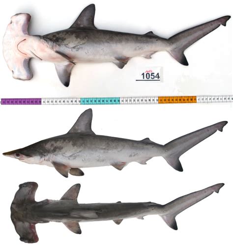 Hammerhead Shark Size And Weight | Blog Dandk