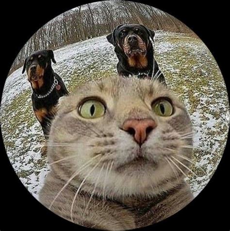 cat round pfp #5 | Cat profile, Cat icon, Cute cats and dogs