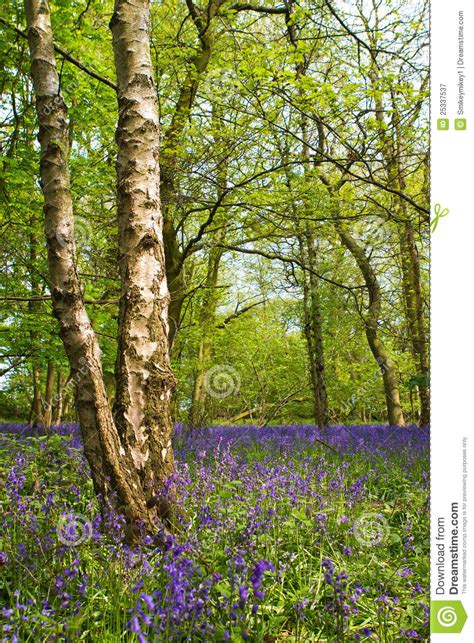 Bluebell woods stock image. Image of magical, countryside - 25337537