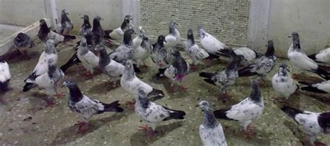 Pigeon Control | West Midlands Pigeon Control | Complete Pest Control