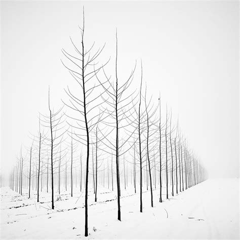 Black and White Photographs Capture the Striking Appearance of Bare ...