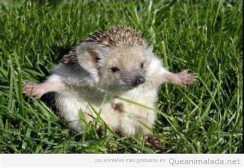 Hedgehog archivos