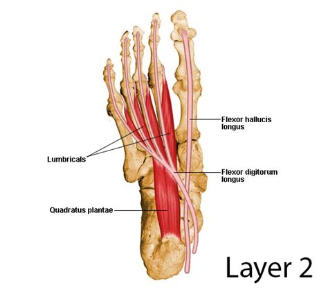 Flexor Hallucis Longus - Anatomy - Orthobullets