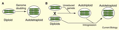 Genomic Clues to the Evolutionary Success of Polyploid Plants: Current ...