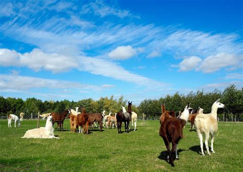 I Went Llama Trekking! - Heels In My Backpack