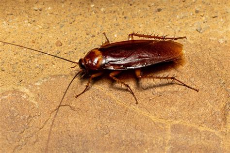 How Often Should Pest Control Be Done for Roaches? A Comprehensive ...