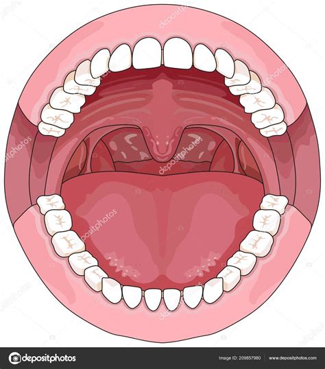 Open Mouth Diagram