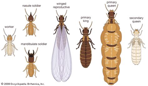 termite life cycle pdf - Carin Turk