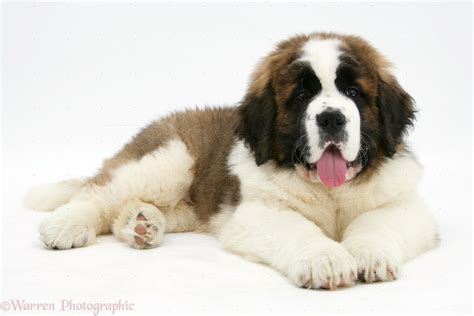 Puppy World: St Bernard Puppy Pictures