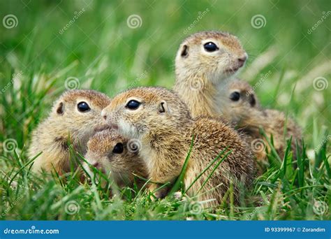 European Ground Squirrel in Natural Habitat Stock Image - Image of ...